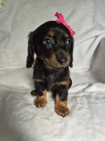 Lily, a female Miniature Dachshund for sale in Charlotte, NC – 4 of 7