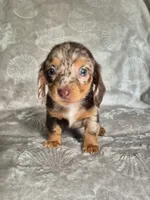Sofia, a female Miniature Dachshund for sale in Charlotte, NC – 4 of 4