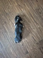 Rose , a female Miniature Dachshund for sale in Charlotte, NC – 4 of 5