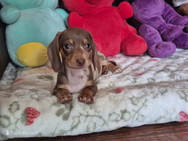 Rose  – Miniature Dachshund puppy for sale in Charlotte, NC