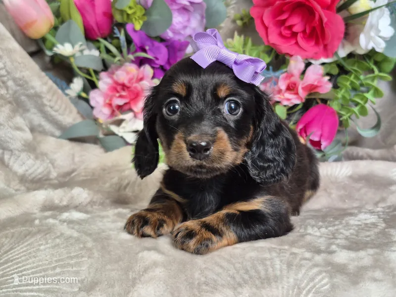 Twinkle  – Miniature Dachshund puppy for sale in Charlotte, NC