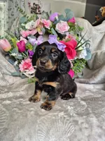 Twinkle , a female Miniature Dachshund for sale in Charlotte, NC – Photo 3 of 4