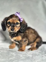 Princess , a female Miniature Dachshund for sale in Charlotte, NC – 2 of 7