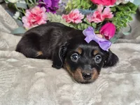 Twinkle , a female Miniature Dachshund for sale in Charlotte, NC – Photo 2 of 4