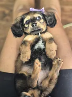 Princess , a female Miniature Dachshund for sale in Charlotte, NC – 7 of 7