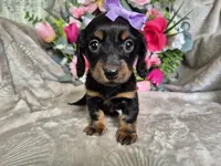 Twinkle , a female Miniature Dachshund for sale in Charlotte, NC – Photo 4 of 4