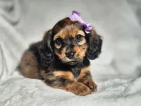 Princess , a female Miniature Dachshund for sale in Charlotte, NC – 3 of 7