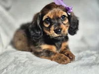 Princess , a female Miniature Dachshund for sale in Charlotte, NC – 4 of 7