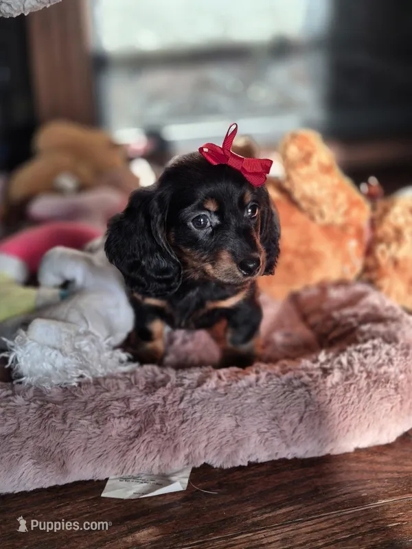 Twinkle  – Miniature Dachshund puppy for sale in Charlotte, NC