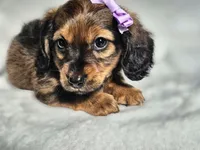 Princess , a female Miniature Dachshund for sale in Charlotte, NC – 5 of 7