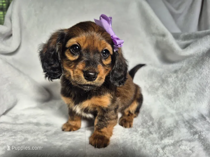 Princess  – Miniature Dachshund puppy for sale in Charlotte, NC