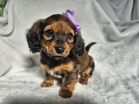 Princess , a female Miniature Dachshund for sale in Charlotte, NC – 1 of 7