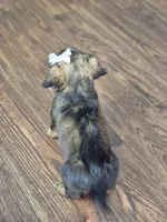 Princess , a female Miniature Dachshund for sale in Charlotte, NC – 6 of 7