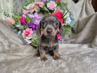 Isabella Miniature Dachshund , a female Miniature Dachshund for sale in Charlotte, NC – Photo 3 of 5