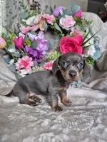 Isabella Miniature Dachshund , a female Miniature Dachshund for sale in Charlotte, NC – Photo 2 of 5