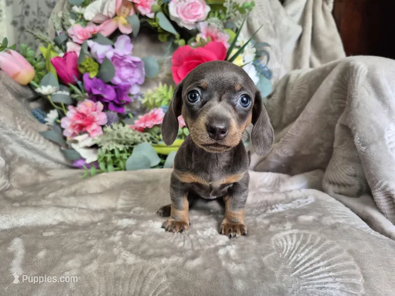 Isabella Miniature Dachshund  – Miniature Dachshund puppy for sale in Charlotte, NC