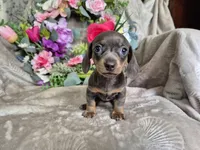 Isabella Miniature Dachshund , a female Miniature Dachshund for sale in Charlotte, NC – Photo 1 of 5