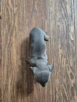 Isabella Miniature Dachshund , a female Miniature Dachshund for sale in Charlotte, NC – Photo 4 of 5