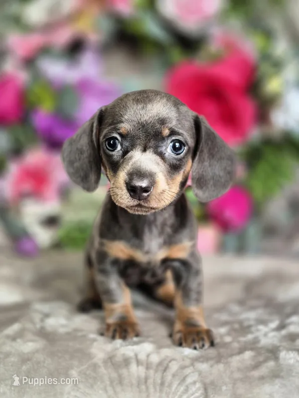 Isabella – Miniature Dachshund puppy for sale in Charlotte, NC