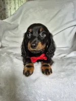 Jack , a male Miniature Dachshund for sale in Charlotte, NC – 2 of 6
