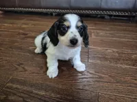 Oreo, a male Miniature Dachshund for sale in Charlotte, NC – Photo 3 of 4