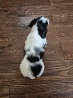 Oreo, a male Miniature Dachshund for sale in Charlotte, NC – Photo 4 of 4