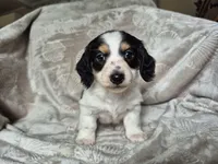 Oreo, a male Miniature Dachshund for sale in Charlotte, NC – Photo 2 of 4