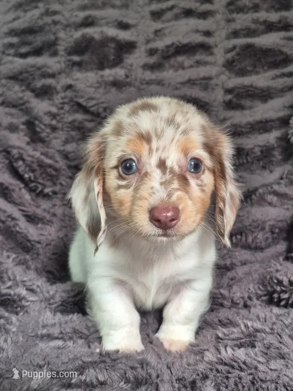 Zues  – Miniature Dachshund puppy for sale in Charlotte, NC