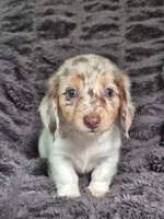 Zues , a male Miniature Dachshund for sale in Charlotte, NC – 1 of 5