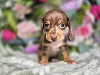 Mollie, a female Miniature Dachshund for sale in Charlotte, NC – 5 of 5