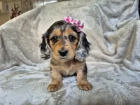 Joy, a female Miniature Dachshund for sale in Charlotte, NC – Photo 1 of 5