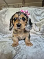 Joy, a female Miniature Dachshund for sale in Charlotte, NC – Photo 3 of 5