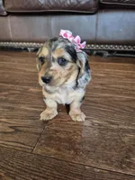 Joy, a female Miniature Dachshund for sale in Charlotte, NC – Photo 4 of 5