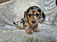 Joy, a female Miniature Dachshund for sale in Charlotte, NC – Photo 2 of 5