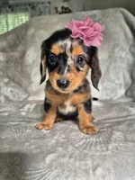 Molly, a female Miniature Dachshund for sale in Charlotte, NC – 4 of 5