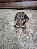 Buddy, a male Miniature Dachshund for sale in Charlotte, NC – Photo 3 of 5