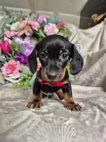 Buddy, a male Miniature Dachshund for sale in Charlotte, NC – Photo 1 of 5