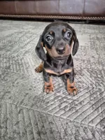 Buddy, a male Miniature Dachshund for sale in Charlotte, NC – Photo 2 of 5