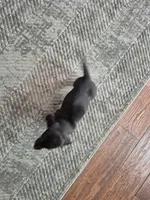 Buddy, a male Miniature Dachshund for sale in Charlotte, NC – Photo 5 of 5