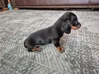 Buddy, a male Miniature Dachshund for sale in Charlotte, NC – Photo 4 of 5