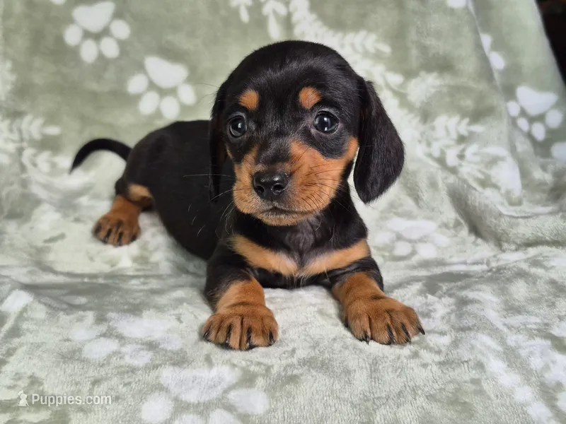 Cooper  – Miniature Dachshund puppy for sale in Charlotte, NC