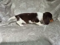 S'more , a male Miniature Dachshund for sale in Charlotte, NC – 5 of 5