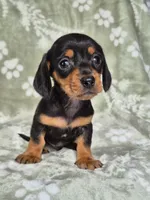 Zues , a male Miniature Dachshund for sale in Charlotte, NC – 2 of 5