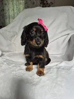 Nala, a female Miniature Dachshund for sale in Charlotte, NC – 2 of 5
