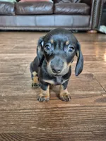 Marnie, a female Miniature Dachshund for sale in Charlotte, NC – 3 of 4