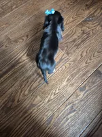 Lily, a female Miniature Dachshund for sale in Charlotte, NC – 2 of 7