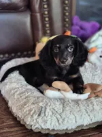 Jasper , a male Miniature Dachshund for sale in Charlotte, NC – 5 of 5
