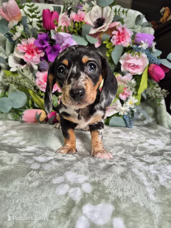 Rose  – Miniature Dachshund puppy for sale in Charlotte, NC