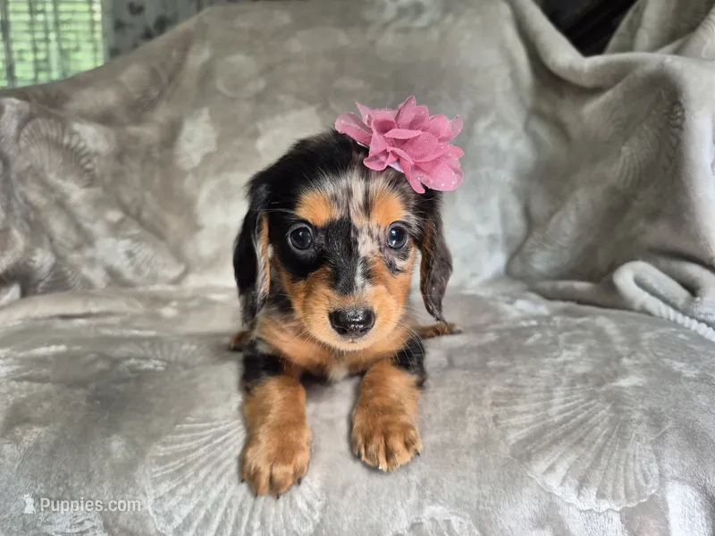 Molly – Miniature Dachshund puppy for sale in Charlotte, NC