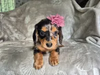 Molly, a female Miniature Dachshund for sale in Charlotte, NC – 1 of 5